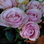 Charming Irishka Roses jardin ramifies d'Equateur Ethiflora